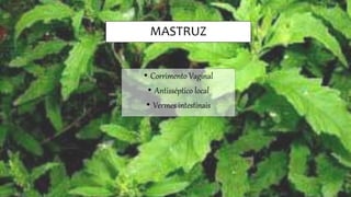 MASTRUZ
• Corrimento Vaginal
• Antisséptico local
• Vermes intestinais
 