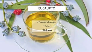EUCALIPTO
• Combate a leucorréia
• Gripes
• Resfriados
 