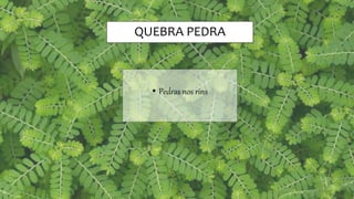 QUEBRA PEDRA
• Pedras nos rins
 