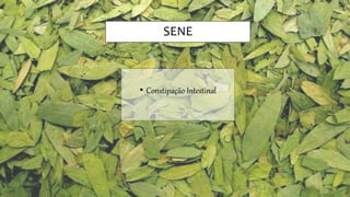 SENE
• Constipação Intestinal
 