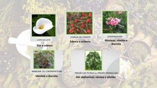 Dor e edema
Edema e eritema Náuseas, vômito e
diarréia
Vômitos e diarréia Dor abdominal, náusea e vômito
 