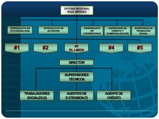 OFICINA REGIONAL
                                        RAUL MENDEZ




ESPECIALISTA EN     ESPECIALISTA EN               ESPECIALISTA    SUPERVISOR DE     SUPERVISOR DE
FITOTECNOLOGIA         NUTRICIÓN                      EN            CRÉDITO Y        PROMOCIÓN
                                                 COOPERATIVAS    COMERCIALIZACIÓN      SOCIAL




                                            #3
  #1                #2                   EL LIMON                 #4                 #5

                                        DIRECTOR


                                      SUPERVISORES
                                        TÉCNICOS



          TRABAJADORES                 AGENTES DE                AGENTE DE
            SOCIALES (2)              E XTENSION (7)              CRÉDITO
 