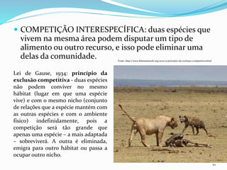  COMPETIÇÃO INTERESPECÍFICA: duas espécies que
vivem na mesma área podem disputar um tipo de
alimento ou outro recurso, e isso pode eliminar uma
delas da comunidade.
10
Lei de Gause, 1934: princípio da
exclusão competitiva - duas espécies
não podem conviver no mesmo
hábitat (lugar em que uma espécie
vive) e com o mesmo nicho (conjunto
de relações que a espécie mantém com
as outras espécies e com o ambiente
físico) indefinidamente, pois a
competição será tão grande que
apenas uma espécie – a mais adaptada
– sobreviverá. A outra é eliminada,
emigra para outro hábitat ou passa a
ocupar outro nicho.
Fonte: http://www.klimanaturali.org/2012/12/principio-da-exclusao-competitiva.html
 