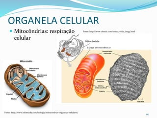 ORGANELA CELULAR
 Mitocôndrias: respiração
celular
110
Fonte: http://www.infoescola.com/biologia/mitocondrias-organelas-celulares/
Fonte: http://www.cientic.com/tema_celula_img4.html
 