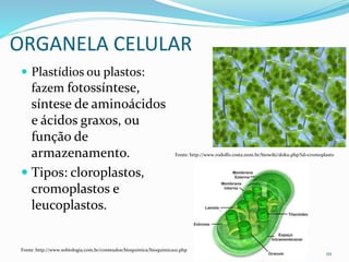 ORGANELA CELULAR
 Plastídios ou plastos:
fazem fotossíntese,
síntese de aminoácidos
e ácidos graxos, ou
função de
armazenamento.
 Tipos: cloroplastos,
cromoplastos e
leucoplastos.
111
Fonte: http://www.rodolfo.costa.nom.br/biowiki/doku.php?id=cromoplasto
Fonte: http://www.sobiologia.com.br/conteudos/bioquimica/bioquimica10.php
 