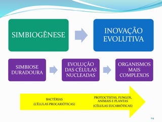SIMBIOGÊNESE
INOVAÇÃO
EVOLUTIVA
114
SIMBIOSE
DURADOURA
EVOLUÇÃO
DAS CÉLULAS
NUCLEADAS
ORGANISMOS
MAIS
COMPLEXOS
PROTOCTISTAS, FUNGOS,
ANIMAIS E PLANTAS
(CÉLULAS EUCARIÓTICAS)
BACTÉRIAS
(CÉLULAS PROCARIÓTICAS)
 