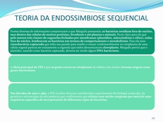 Fontes diversas de informações comprovaram o que Margulis pressentia: as bactérias residiam fora do núcleo,
mas dentro das células de muitos protistas, leveduras e até plantas e animais. Ficou claro para ela que
pelo menos três classes de organelas fechadas por membranas (plastídios, mitocôndrias e cílios), todas
fora do núcleo, lembravam as bactérias em termos de comportamento e metabolismo. Para ela uma
cianobactéria capturada que solta sua parede para residir e crescer confortavelmente no citoplasma de uma
célula vegetal parecia ser exatamente a organela que todos denominavam cloroplasto. Margulis previu que o
plastídio, nascido como bactéria capturada, deveria ter retido algum DNA bacteriano.
A ideia principal da TES é que os genes extras no citoplasma de células com núcleo tiveram origem como
genes bacterianos.
Nas décadas de 1970 e 1980, a TES recebeu diversas contribuições experimentais da biologia molecular, da
genética e microscopia de alta potência que confirmaram que células com núcleo surgiram por meio de uma
sequência específica de incorporações de diferentes tipos de bactérias.
117
TEORIA DA ENDOSSIMBIOSE SEQUENCIAL
 