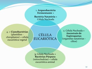 130
CÉLULA
EUCARIÓTICA
1. Arqueobactéria
Fermentante +
Bactéria Natatória =
Célula Nucleada
2. Célula Nucleada +
Ancestrais de
Espiroquetas
(organelas natatórias -
cílios)
3. Célula Nucleada +
Bactérias Púrpura
(mitocôndrias) = célula
eucariótica animal
4. + Cianobactérias
(plastídios -
cloroplastos) = célula
eucariótica vegetal
 