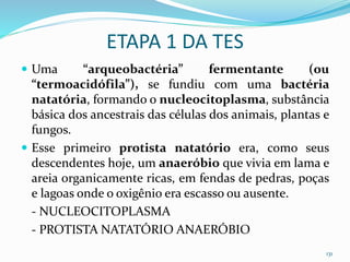 ETAPA 1 DA TES
 Uma “arqueobactéria” fermentante (ou
“termoacidófila”), se fundiu com uma bactéria
natatória, formando o nucleocitoplasma, substância
básica dos ancestrais das células dos animais, plantas e
fungos.
 Esse primeiro protista natatório era, como seus
descendentes hoje, um anaeróbio que vivia em lama e
areia organicamente ricas, em fendas de pedras, poças
e lagoas onde o oxigênio era escasso ou ausente.
- NUCLEOCITOPLASMA
- PROTISTA NATATÓRIO ANAERÓBIO
131
 