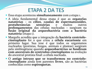 ETAPA 2 DA TES
 Essa etapa aconteceu simultaneamente com a etapa 1.
 A ideia fundamental dessa etapa é que as organelas
natatórias – os cílios, caudas de espermatozoides,
protuberâncias sensórias e muitos outros
prolongamentos das células nucleadas – surgiram na
fusão original da arqueobactéria com a bactéria
natatória (etapa 1).
 Margulis acredita que a integração da bactéria centríolo-
cinetoplasto foi o que criou a célula eucarionte em
primeiro lugar. Sua tese é que todos os organismos
nucleados (protistas, fungos, animais e plantas) surgiram
pela simbiogênese quando arqueobactérias se fundiram
com ancestrais de centríolos-cinetoplastos na evolução
do ancestral protista final: a célula nucleada.
 O antigo intruso que se transformou no centríolo-
cinetoplasto ainda tem parentes livres, são as bactérias
conhecidas como espiroquetas.
133
 