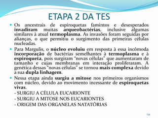  Os ancestrais de espiroquetas famintos e desesperados
invadiram muitas arqueobactérias, inclusive algumas
similares à atual termoplasma. As invasões foram seguidas por
alianças, o que permitiu o surgimento das primeiras células
nucleadas.
 Para Margulis, o núcleo evoluiu em resposta à essa incômoda
incorporação de bactérias semelhantes à termoplasma e à
espiroqueta, pois surgiram “novas células” que aumentaram de
tamanho e cujas membranas em interação proliferaram. A
genética dessas “novas células” se tornou mais complexa devido
a sua dupla linhagem.
 Nessa etapa ainda surgiu a mitose nos primeiros organismos
com núcleo, devido ao movimento incessante de espiroquetas
vivas.
- SURGIU A CÉLULA EUCARIONTE
- SURGIU A MITOSE NOS EUCARIONTES
- ORIGEM DAS ORGANELAS NATATÓRIAS
134
ETAPA 2 DA TES
 