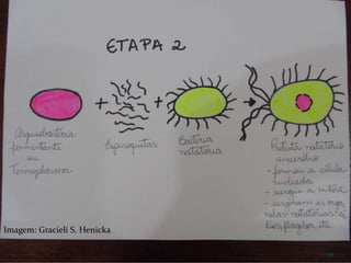 136
Imagem: Gracieli S. Henicka
 