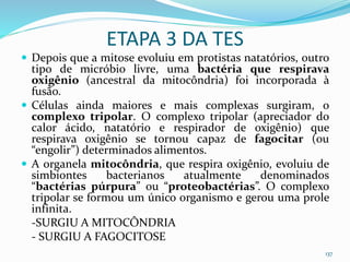 ETAPA 3 DA TES
 Depois que a mitose evoluiu em protistas natatórios, outro
tipo de micróbio livre, uma bactéria que respirava
oxigênio (ancestral da mitocôndria) foi incorporada à
fusão.
 Células ainda maiores e mais complexas surgiram, o
complexo tripolar. O complexo tripolar (apreciador do
calor ácido, natatório e respirador de oxigênio) que
respirava oxigênio se tornou capaz de fagocitar (ou
“engolir”) determinados alimentos.
 A organela mitocôndria, que respira oxigênio, evoluiu de
simbiontes bacterianos atualmente denominados
“bactérias púrpura” ou “proteobactérias”. O complexo
tripolar se formou um único organismo e gerou uma prole
infinita.
-SURGIU A MITOCÔNDRIA
- SURGIU A FAGOCITOSE
137
 
