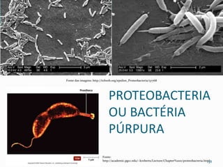 PROTEOBACTERIA
OU BACTÉRIA
PÚRPURA
138
Fonte das imagens: http://tolweb.org/epsilon_Proteobacteria/57768
Fonte:
http://academic.pgcc.edu/~kroberts/Lecture/Chapter%2011/proteobacteria.html
 
