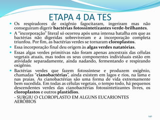 ETAPA 4 DA TES Os respiradores de oxigênio fagocitaram, ingeriram mas não
conseguiram digerir bactérias fotossintetizantes verde-brilhantes.
 A “incorporação” literal só ocorreu após uma intensa batalha em que as
bactérias não digeridas sobreviveram e a incorporação completa
triunfou. Por fim, as bactérias verdes se tornaram cloroplastos.
 Essa incorporação final deu origem às algas verdes natatórias.
 Essas algas verdes primitivas não foram apenas ancestrais das células
vegetais atuais, mas todos os seus componentes individuais estão em
atividade separadamente, ainda nadando, fermentando e respirando
oxigênio.
 Bactérias verdes que fazem fotossíntese e produzem oxigênio,
chamadas “cianobactérias”, ainda existem em lagos e rios, na lama e
nas praias. As cianobactérias são uma forma de vida extremamente
bem sucedida. Em todas as células vegetais, o tempo todo, há pequenos
descendentes verdes das cianobactérias fotossintetizantes livres, os
cloroplastos e outros plastídios.
- SURGIU O CLOROPLASTO EM ALGUNS EUCARIONTES
AERÓBIOS
140
 