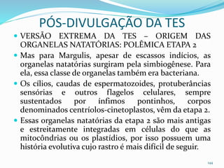 PÓS-DIVULGAÇÃO DA TES
 VERSÃO EXTREMA DA TES – ORIGEM DAS
ORGANELAS NATATÓRIAS: POLÊMICA ETAPA 2
 Mas para Margulis, apesar de escassos indícios, as
organelas natatórias surgiram pela simbiogênese. Para
ela, essa classe de organelas também era bacteriana.
 Os cílios, caudas de espermatozoides, protuberâncias
sensórias e outros flagelos celulares, sempre
sustentados por ínfimos pontinhos, corpos
denominados centríolos-cinetoplastos, vêm da etapa 2.
 Essas organelas natatórias da etapa 2 são mais antigas
e estreitamente integradas em células do que as
mitocôndrias ou os plastídios, por isso possuem uma
história evolutiva cujo rastro é mais difícil de seguir.
144
 