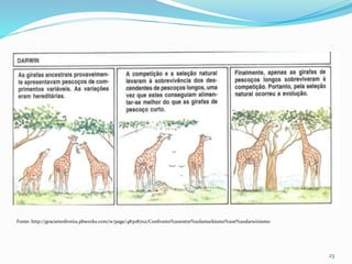 23
Fonte: http://gracieteoliveira.pbworks.com/w/page/48308702/Confronto%20entre%20lamarkismo%20e%20darwinismo
 