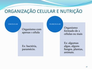 ORGANIZAÇÃO CELULAR E NUTRIÇÃO
28
Organismo com
apenas 1 célula
Ex: bactéria,
paramécio.
UNICELULAR
Organismo
formado de 2
células ou mais
Ex: algumas
algas, alguns
fungos, plantas,
animais.
PLURICELULAR
 