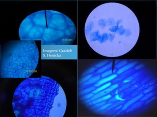 29
Imagens: Gracieli
S. Henicka
 