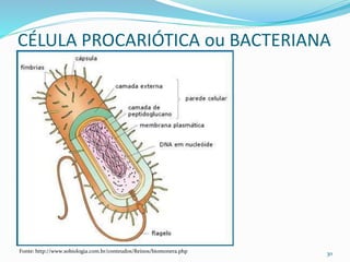 CÉLULA PROCARIÓTICA ou BACTERIANA
30Fonte: http://www.sobiologia.com.br/conteudos/Reinos/biomonera.php
 