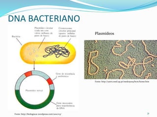DNA BACTERIANO
31Fonte: http://biologia12c.wordpress.com/2010/03/
Fonte: http://users.med.up.pt/med05009/bcm/home.htm
Plasmídeos
 