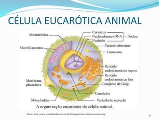 CÉLULA EUCARÓTICA ANIMAL
32Fonte: http://www.vestibulandoweb.com.br/biologia/teoria/celula-eucarionte.asp
 