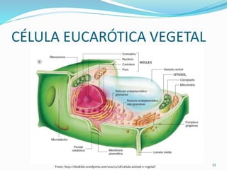 CÉLULA EUCARÓTICA VEGETAL
33
Fonte: http://thinkbio.wordpress.com/2011/12/28/celula-animal-e-vegetal/
 
