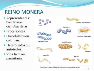 REINO MONERA
 Representantes:
bactérias e
cianobactérias.
 Procariontes.
 Unicelulares ou
coloniais.
 Heterótrofos ou
autótrofos.
 Vida livre ou
parasitária.
35
Fonte: http://www.infoescola.com/reino-monera/bacterias/
 