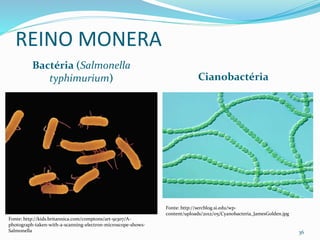 REINO MONERA
Bactéria (Salmonella
typhimurium) Cianobactéria
36
Fonte: http://kids.britannica.com/comptons/art-91307/A-
photograph-taken-with-a-scanning-electron-microscope-shows-
Salmonella
Fonte: http://sercblog.si.edu/wp-
content/uploads/2012/05/Cyanobacteria_JamesGolden.jpg
 
