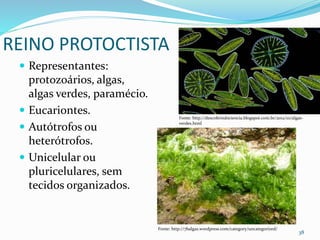 REINO PROTOCTISTA
 Representantes:
protozoários, algas,
algas verdes, paramécio.
 Eucariontes.
 Autótrofos ou
heterótrofos.
 Unicelular ou
pluricelulares, sem
tecidos organizados.
38
Fonte: http://descobrindociencia.blogspot.com.br/2012/10/algas-
verdes.html
Fonte: http://7balgas.wordpress.com/category/uncategorized/
 