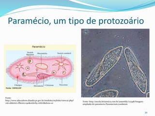 Paramécio, um tipo de protozoário
39
Fonte:
http://www.educadores.diaadia.pr.gov.br/modules/mylinks/viewcat.php?
cid=0&letter=P&min=190&orderby=titleA&show=10
Fonte: http://escola.britannica.com.br/assembly/173398/Imagem-
ampliada-do-paramecio-Paramecium-caudatum
 