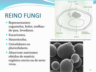 REINO FUNGI
 Representantes:
cogumelos, bolor, orelhas-
de-pau, leveduras.
 Eucariontes.
 Heterótrofos.
 Unicelulares ou
pluricelulares.
 Absorvem nutrientes
obtidos de matéria
orgânica morta ou de seres
vivos.
40
Fonte das imagens: http://www.infoescola.com/reino-fungi/levedura/
 