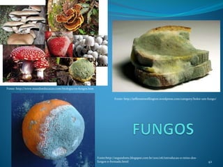 42
Fonte: http://www.mundoeducacao.com/biologia/os-fungos.htm
Fonte: http://jeffersonwellington.wordpress.com/category/bolor-um-fungo/
Fonte:http://segundom1.blogspot.com.br/2011/06/introducao-o-reino-dos-
fungos-e-formado.html
 