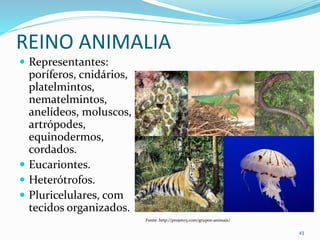 REINO ANIMALIA
 Representantes:
poríferos, cnidários,
platelmintos,
nematelmintos,
anelídeos, moluscos,
artrópodes,
equinodermos,
cordados.
 Eucariontes.
 Heterótrofos.
 Pluricelulares, com
tecidos organizados.
43
Fonte: http://projeto3.com/grupos-animais/
 