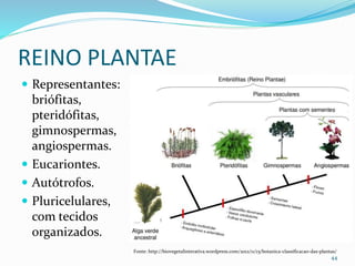 REINO PLANTAE
 Representantes:
briófitas,
pteridófitas,
gimnospermas,
angiospermas.
 Eucariontes.
 Autótrofos.
 Pluricelulares,
com tecidos
organizados.
44
Fonte: http://biovegetalinterativa.wordpress.com/2012/11/15/botanica-classificacao-das-plantas/
 