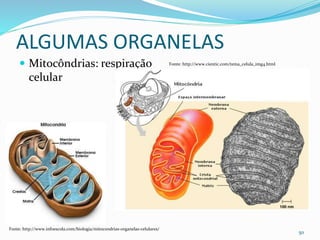 ALGUMAS ORGANELAS
 Mitocôndrias: respiração
celular
50
Fonte: http://www.infoescola.com/biologia/mitocondrias-organelas-celulares/
Fonte: http://www.cientic.com/tema_celula_img4.html
 
