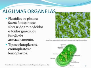 ALGUMAS ORGANELAS
 Plastídios ou plastos:
fazem fotossíntese,
síntese de aminoácidos
e ácidos graxos, ou
função de
armazenamento.
 Tipos: cloroplastos,
cromoplastos e
leucoplastos.
51
Fonte: http://www.rodolfo.costa.nom.br/biowiki/doku.php?id=cromoplasto
Fonte: http://www.sobiologia.com.br/conteudos/bioquimica/bioquimica10.php
 