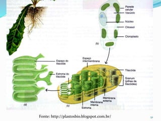 52Fonte: http://plastosbio.blogspot.com.br/
 