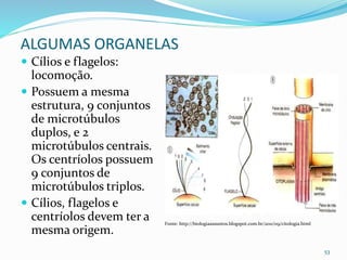 ALGUMAS ORGANELAS
 Cílios e flagelos:
locomoção.
 Possuem a mesma
estrutura, 9 conjuntos
de microtúbulos
duplos, e 2
microtúbulos centrais.
Os centríolos possuem
9 conjuntos de
microtúbulos triplos.
 Cílios, flagelos e
centríolos devem ter a
mesma origem.
53
Fonte: http://biologiaassuntos.blogspot.com.br/2011/09/citologia.html
 