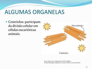 ALGUMAS ORGANELAS
 Centríolos: participam
da divisão celular em
células eucarióticas
animais.
54
Fonte: http://www.colegioweb.com.br/trabalhos-
escolares/biologia/citoplasma/o-centro-celular-ou-centriolo.html
 