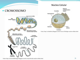  CROMOSSOMO
55
Fonte: http://carladsilva.blogspot.com.br/2012/11/biologia-nucleo-celular.html
Fonte: http://azimutedabiologia.blogspot.com.br/2009/06/aula-nucleo-celular.html
 