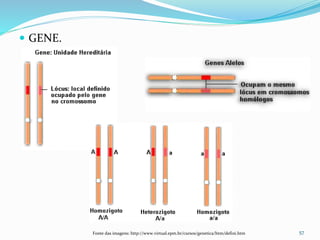 57
 GENE.
Fonte das imagens: http://www.virtual.epm.br/cursos/genetica/htm/defini.htm
 