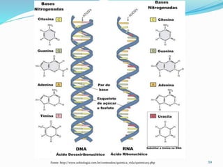 59Fonte: http://www.sobiologia.com.br/conteudos/quimica_vida/quimica15.php
 