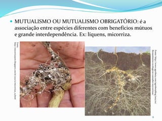  MUTUALISMO OU MUTUALISMO OBRIGATÓRIO: é a
associação entre espécies diferentes com benefícios mútuos
e grande interdependência. Ex: líquens, micorriza.
6
Fonte:http://www.agrobeta.com/agrobetablog/2012/10/
fitosanitarios-ecologicos-cannabis-mycorrizas/
Fonte:
http://micorrizasarte.blogspot.com.br/2010/11/micorrizas_15.html
 