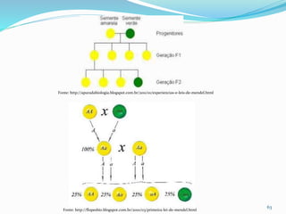 63
Fonte: http://apuradabiologia.blogspot.com.br/2011/01/experiencias-e-leis-de-mendel.html
Fonte: http://flopesbio.blogspot.com.br/2010/03/primeira-lei-de-mendel.html
 