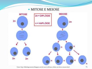  MITOSE E MEIOSE
65Fonte: http://fabiologicamente.blogspot.com.br/2010/12/divisao-celular-um-breve-resumo.html
 