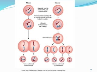66Fonte: http://biologiaexata.blogspot.com.br/2012/04/mitose-e-meiose.html
 