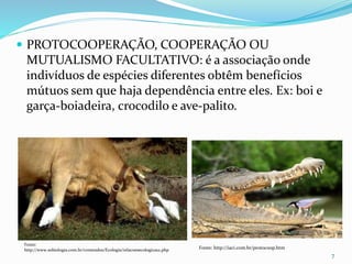  PROTOCOOPERAÇÃO, COOPERAÇÃO OU
MUTUALISMO FACULTATIVO: é a associação onde
indivíduos de espécies diferentes obtêm benefícios
mútuos sem que haja dependência entre eles. Ex: boi e
garça-boiadeira, crocodilo e ave-palito.
7
Fonte:
http://www.sobiologia.com.br/conteudos/Ecologia/relacoesecologicas2.php Fonte: http://iaci.com.br/protocoop.htm
 