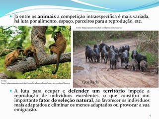 Já entre os animais a competição intraespecífica é mais variada,
há luta por alimento, espaço, parceiros para a reprodução, etc.
 A luta para ocupar e defender um território impede a
reprodução de indivíduos excedentes, o que constitui um
importante fator de seleção natural, ao favorecer os indivíduos
mais adaptados e eliminar os menos adaptados ou provocar a sua
emigração.
9
Fonte:
http://planetasustentavel.abril.com.br/album/albumFotos_263351.shtml?foto=4
Macaco-prego
Queixada
Fonte: http://projetooncafari.wordpress.com/2013/10/
 