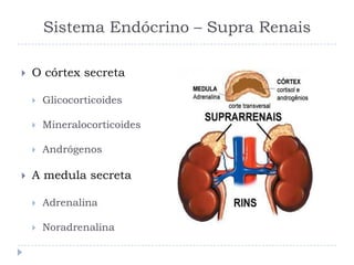 Sistema Endócrino – Supra Renais
 O córtex secreta
 Glicocorticoides
 Mineralocorticoides
 Andrógenos
 A medula secreta
 Adrenalina
 Noradrenalina
 